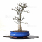 VENDU acer palmatum shishigashira ref:04030211