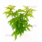 VENDU acer palmatum shishigashira ref: 04030213