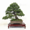 Pinus pentaphylla ref : 26030212