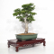 VENDU acer palmatum shishigashira ref: 150402128