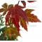 ACER  palmatum 'Atropurpureum' de bouture en godet