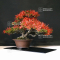 Rhododendron kinsai ref:04060214