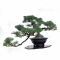juniperus chinensis itoigawa 12110214