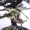 VENDU juniperus chinensis itoigawa 12110215
