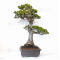 Pinus pentaphylla 24010225