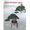 BONSAI FOCUS N° 121