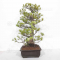Pinus pentaphylla 25010221