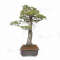 Pinus pentaphylla ref: 25010222