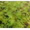 acer palmatum shin-nyo
