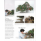 BONSAI FOCUS N° 123