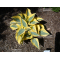 Hosta Autumn frost 3liter pot