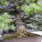 Pinus pentaphylla ref : 28070222