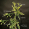cryptomeria spiralis falcata kiara gold