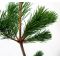 Pinus parviflora var. negishi
