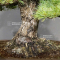 Pinus pentaphylla ref : 02060237