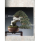 BONSAI FOCUS N° 129