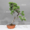 VENDU juniperus chinensis itoigawa ref 30080234