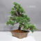 juniperus chinensis itoigawa ref : 08090237