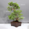 juniperus chinensis itoigawa 08090238
