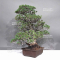 Pinus pentaphylla zuisho ref :07011239