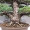 Pinus pentaphylla zuisho ref: 07011234