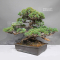 PT Pinus pentaphylla du Japon 1711236