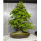 acer palmatum 150525