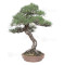 Pinus thunbergii ref:12070251