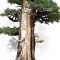 juniperus rigida ref: 19070252