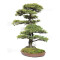 picea  jezoensis 28070252