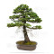 picea  jezoensis 28070251