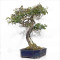 eleagnus pungens 28070254