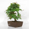 carpinus turczaninowii ref : 23070251