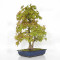 Acer palmatum ref: 23070252