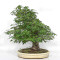 acer palmatum beni chidori 23070255