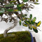 eleagnus pungens maculata aurea 12020258