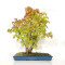 Acer palmatum ref: 24070251