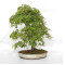 Acer palmatum ref: 24070252