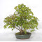VENDU acer palmatum ref: 24070254