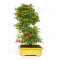acer palmatum deshojo 24070253