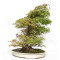 acer palmatum beni chidori 24070257