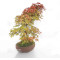 acer palmatum deshojo 17030234