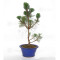 Pinus thunbergii 'kotobuki'