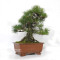 Pinus thunbergii ref: 120202512