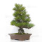 Pinus thunbergii ref: 120202513