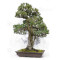 pinus pentaphylla 120202510