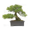 Pinus pentaphylla ref 12020253