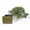 pinus pentaphylla 12020259