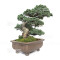 pinus pentaphylla nasu musume  ref:21020252
