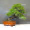 pinus thunbergii 12100241